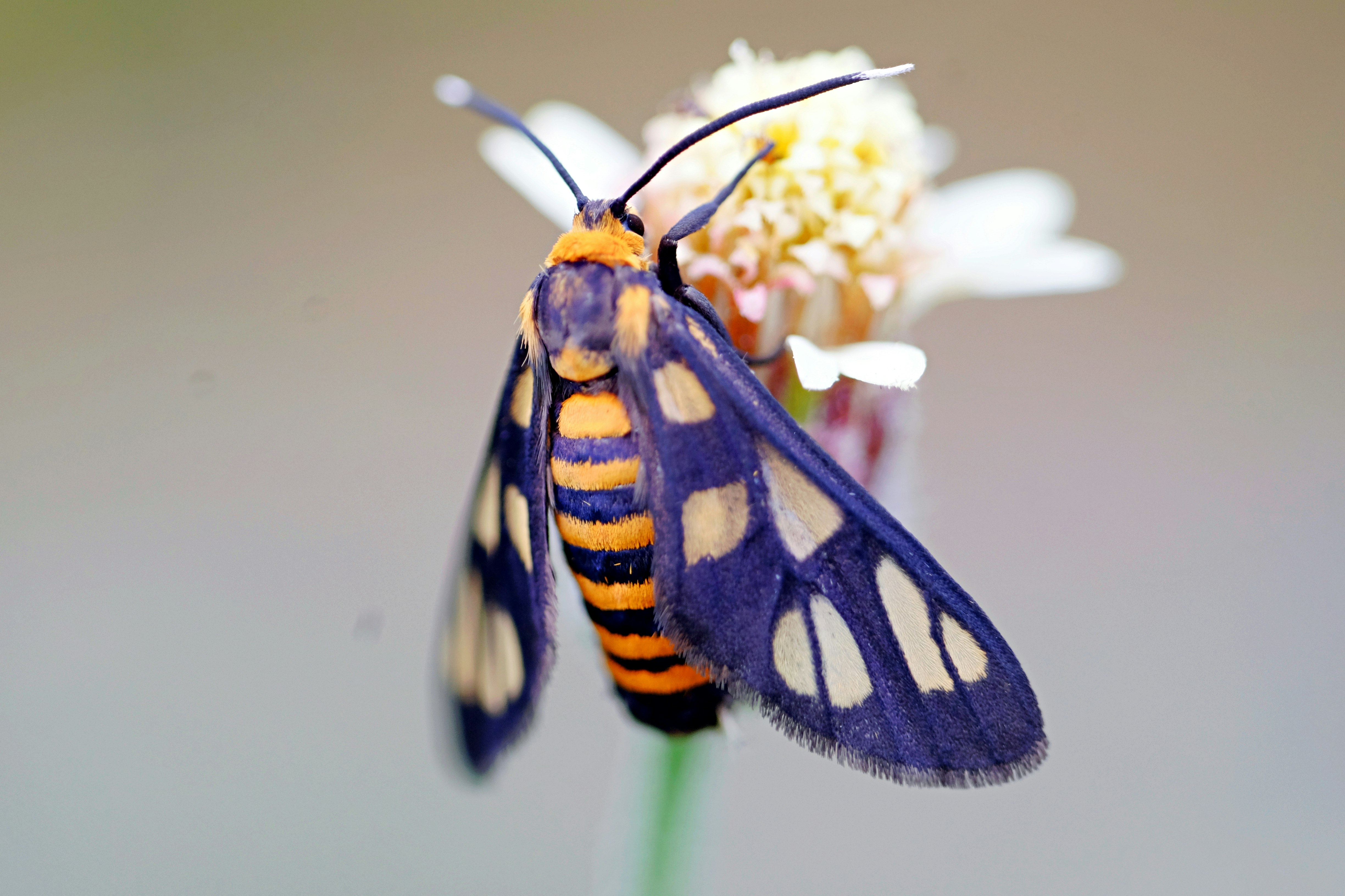 yellow and black butterfly perched on white flower in close up photography during daytime